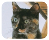 エンと鳴きますがれんと言っているようにも聞こえます